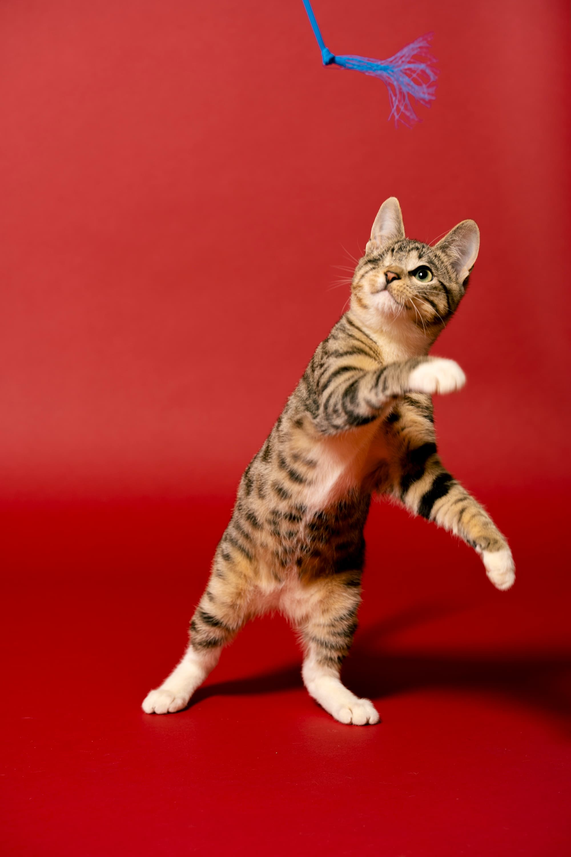 Cool Cat Collective