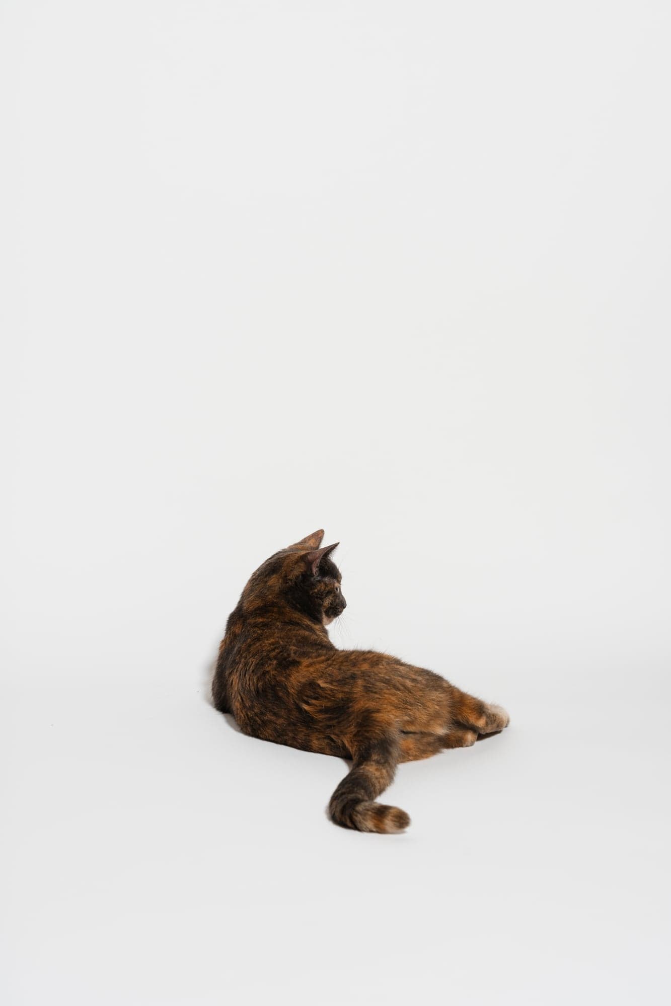 Cool Cat Collective — photo 2
