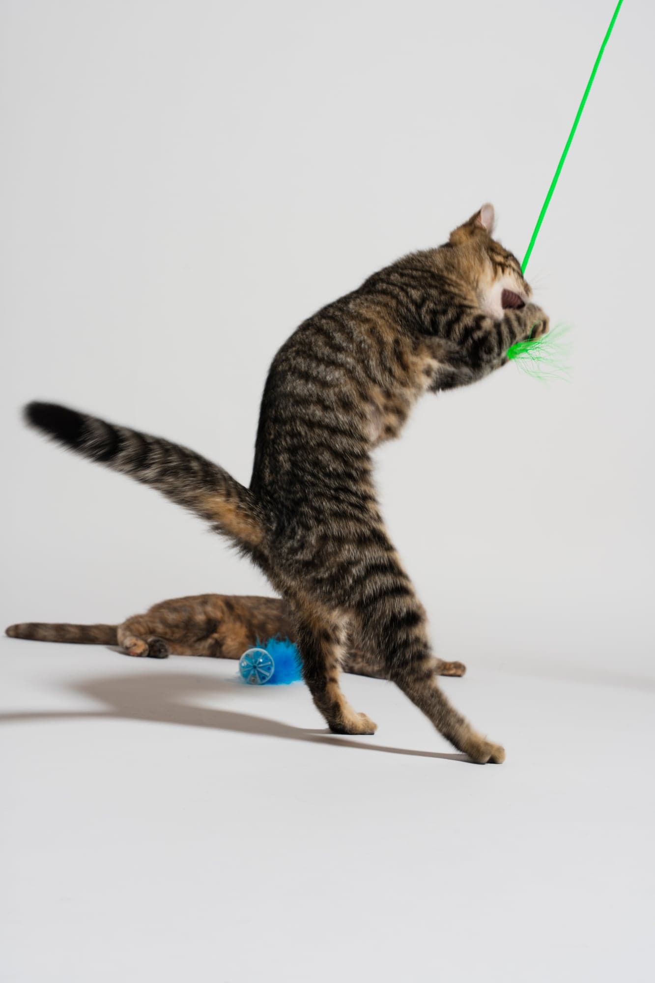 Cool Cat Collective — photo 4