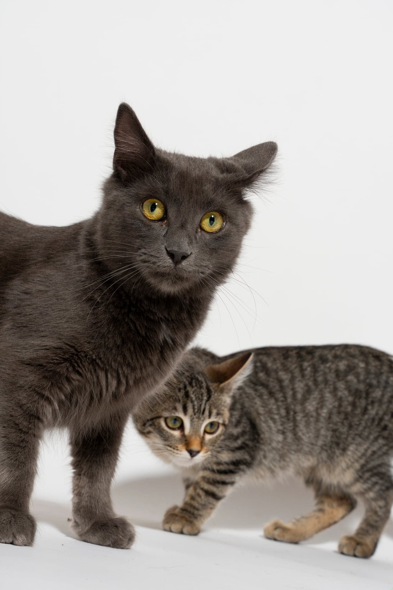 Cool Cat Collective — photo 8