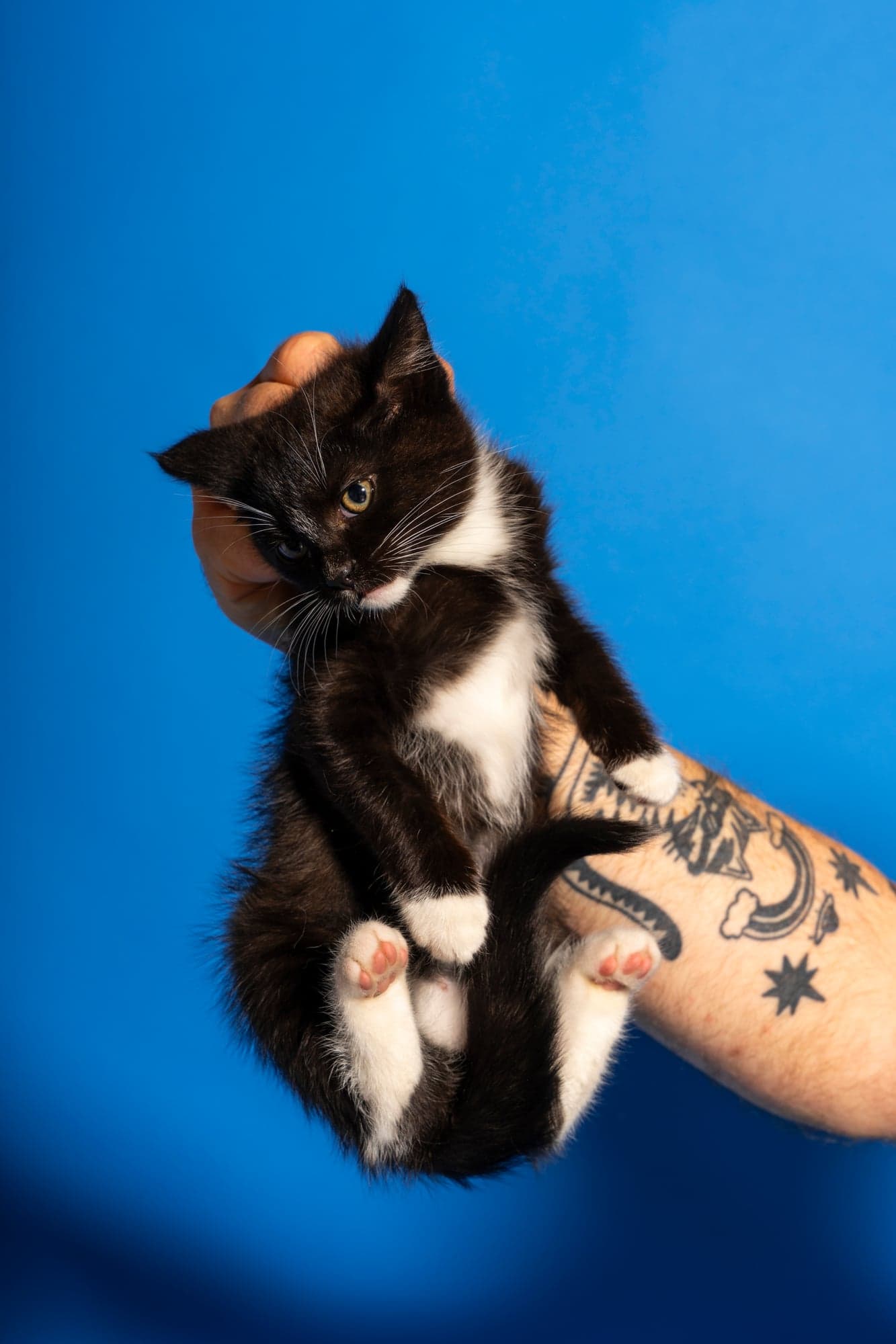 Cool Cat Collective — photo 18
