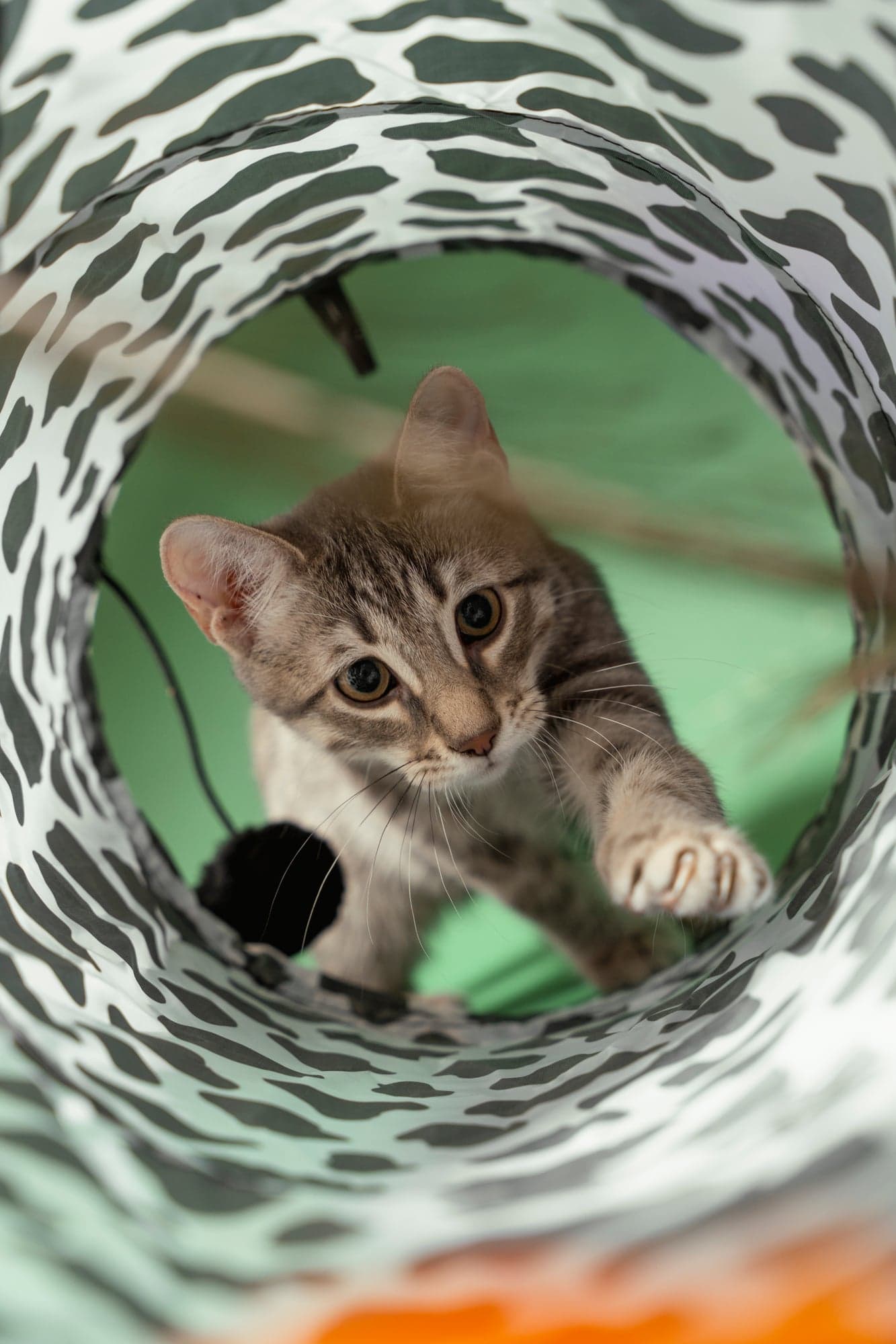 Cool Cat Collective — photo 19