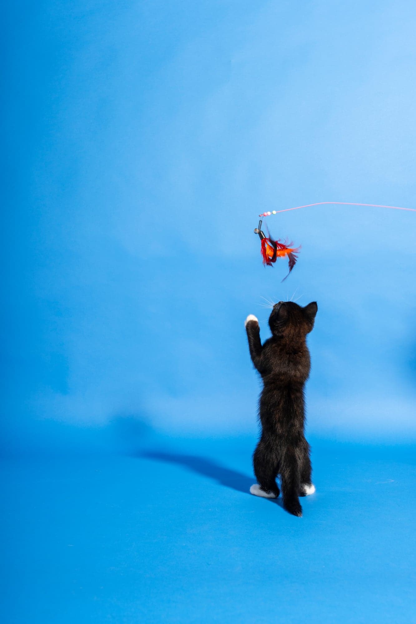 Cool Cat Collective — photo 20