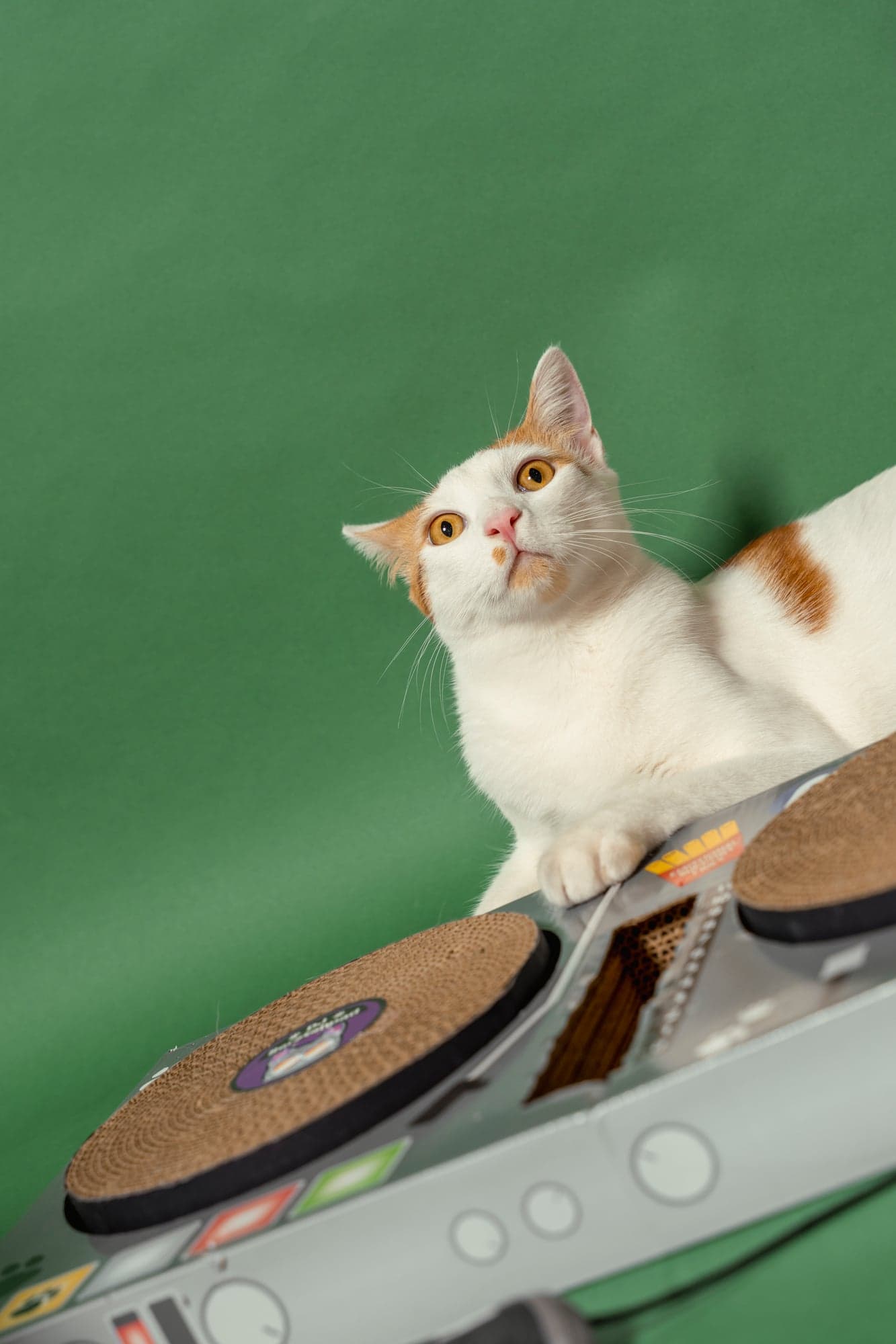Cool Cat Collective — photo 22