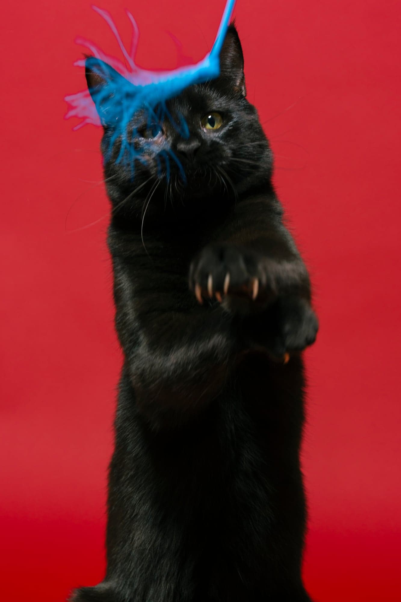 Cool Cat Collective — photo 30