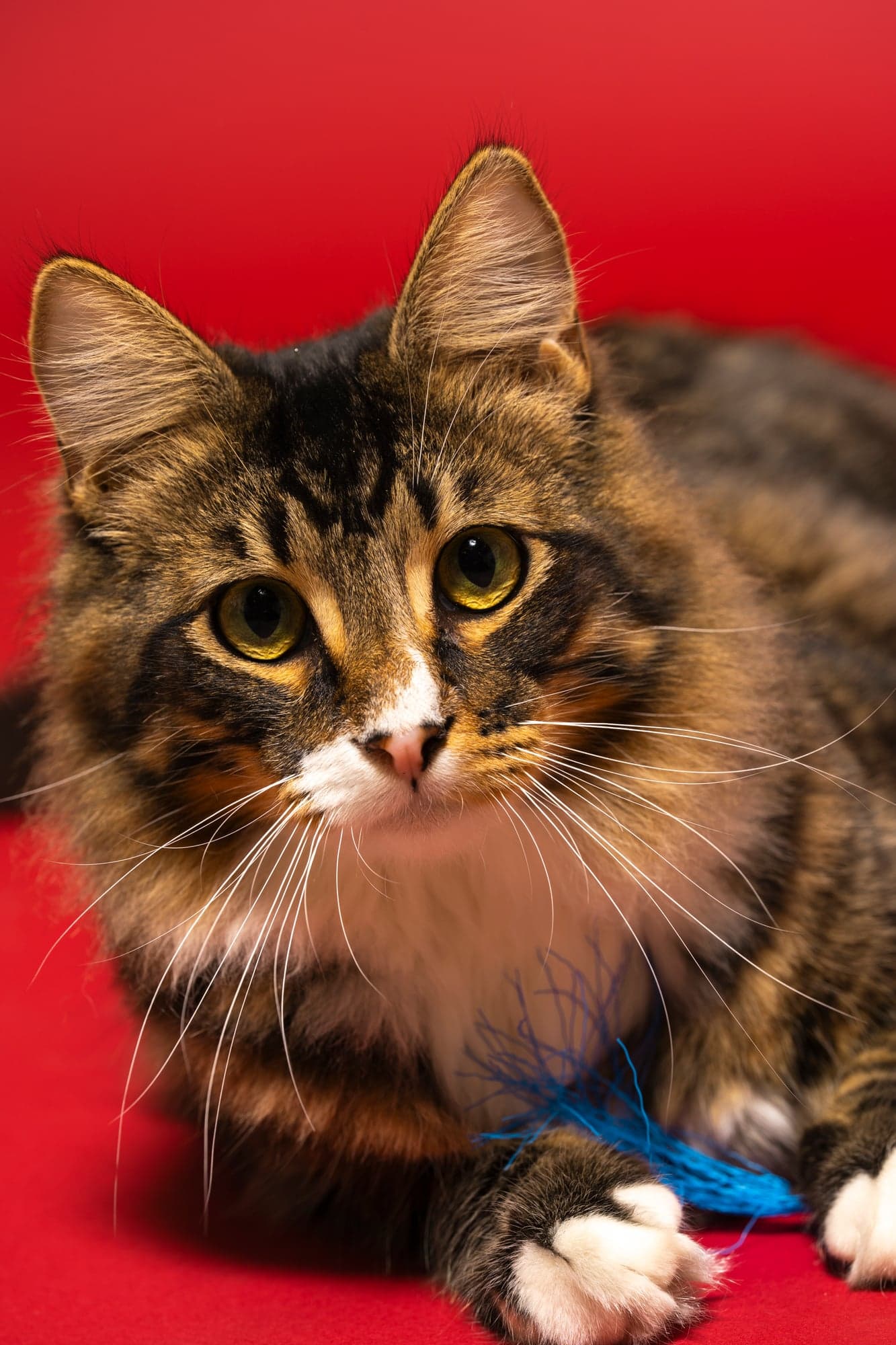 Cool Cat Collective — photo 31