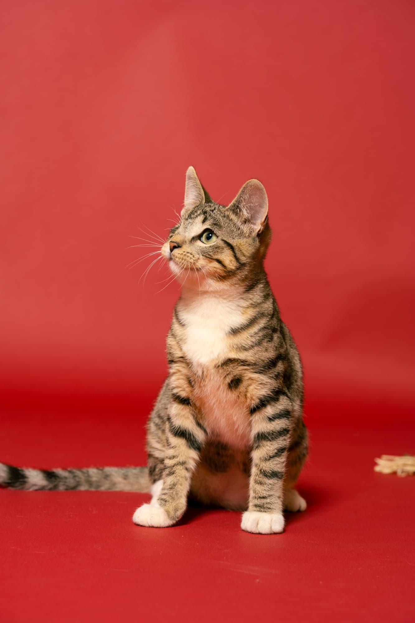 Cool Cat Collective — photo 32