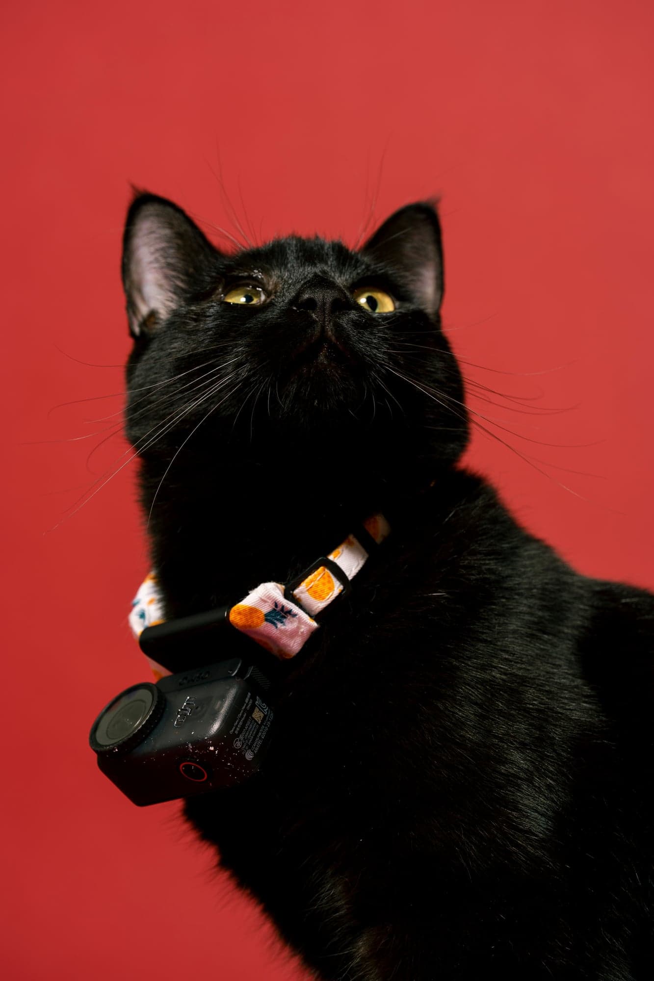 Cool Cat Collective — photo 33